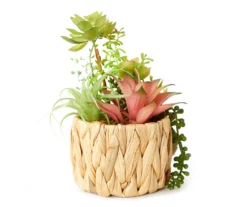 Green & Pink Succulents In Woven Water Hyacinth Pot