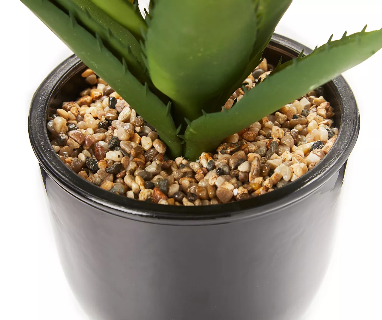 Succulent In Glossy Black Cement Pot 2 Succulent In Glossy Black Cement Pot - Image 2