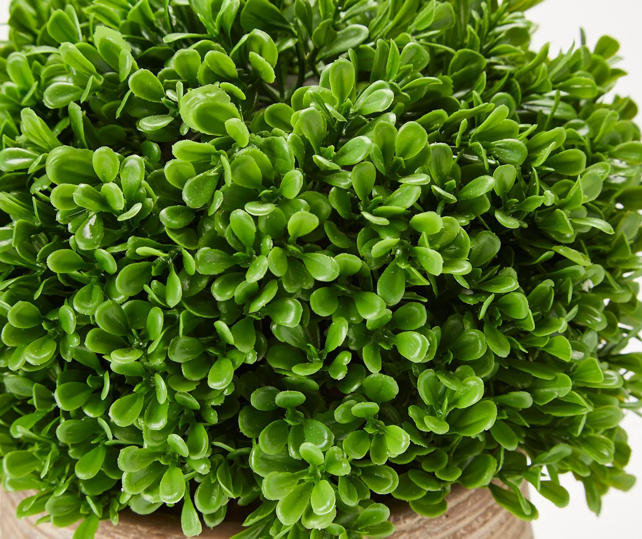 Boxwood In Textured Cement Pot 2 Boxwood In Textured Cement Pot - Image 2