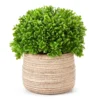 Boxwood In Textured Cement Pot
