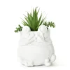 Succulent In White Cement Frog Pot
