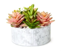 Green & Pink Succulent Arrangement in Galvanized Metal Pot